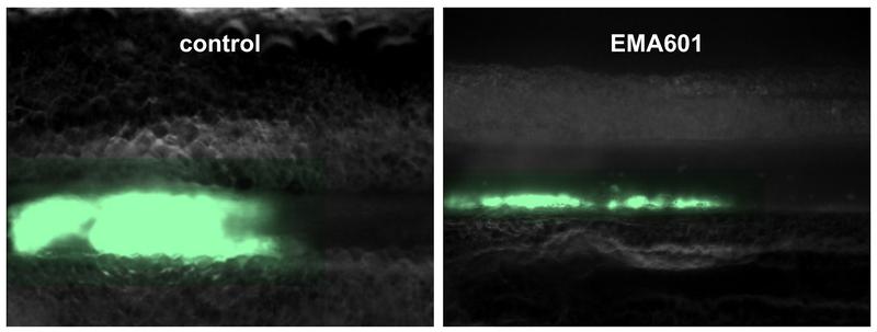 The left image shows a humanized GP6 (hGP6tg/tg) control mouse, where a platelet clot (green) blocks the entire vessel. In contrast, in the EMA601-treated hGP6tg/tg mouse, platelets seal the injury but do not form an occlusive thrombus.