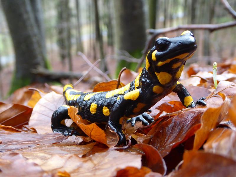 Der Feuersalamander (Foto: Fachstelle Waldnaturschutz Oberfranken)