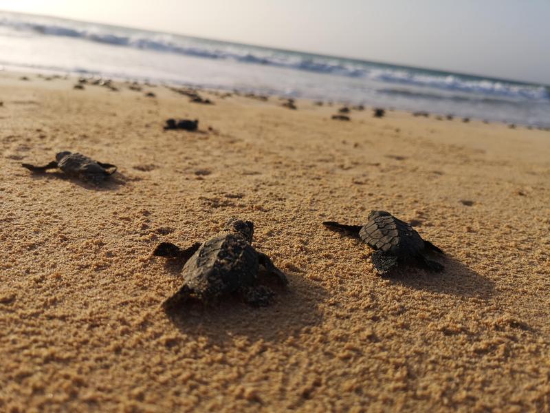 Junge Meeresschildkröten eilen vom Nest zum Meer (Boa Vista, Cap Verde).