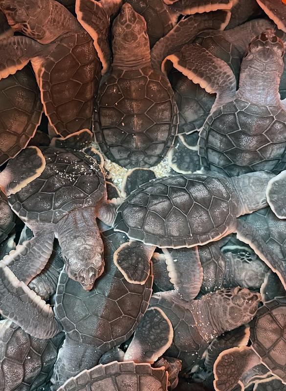 Sea turtle hatchlings in the nest.