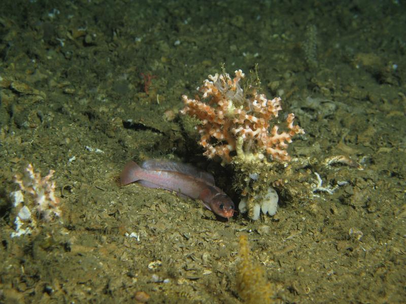 Neu entdeckt: Gaidropsarus mauritanicus.