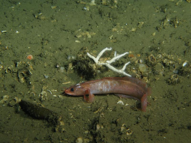 Der neu beschriebene Fisch ist nur etwa 73 Millimeter lang und lebt in den Kaltwasserkorallenriffen vor der Küste Mauretaniens (hier unter dem verzweigten, weißlichen Moostierchen Celleporina cf. lucida).