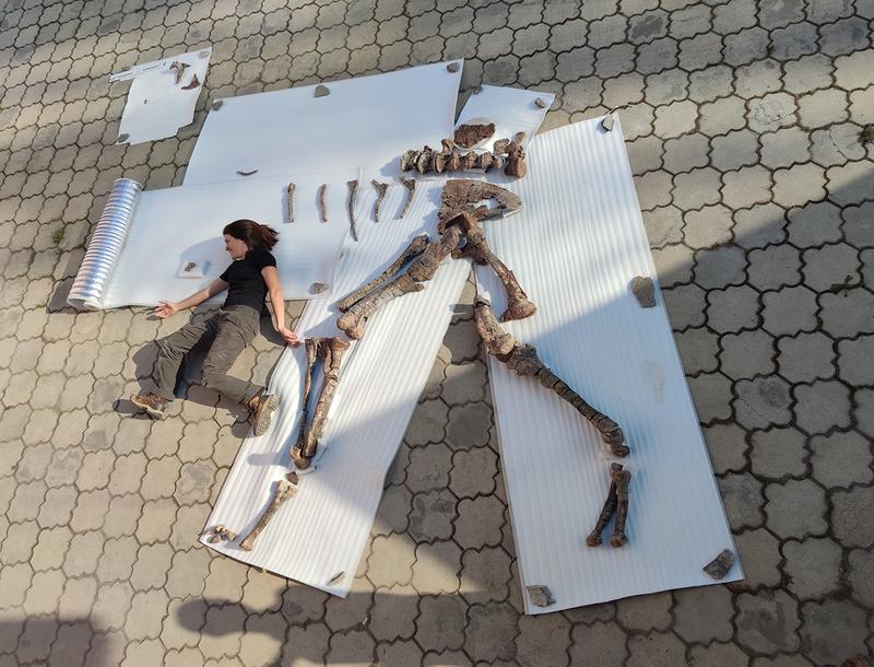 The anatomically correctly arranged skeletal parts of Alpkarakush kyrgyzicus with excavation participant Alexandra Fernandez as a size comparison 