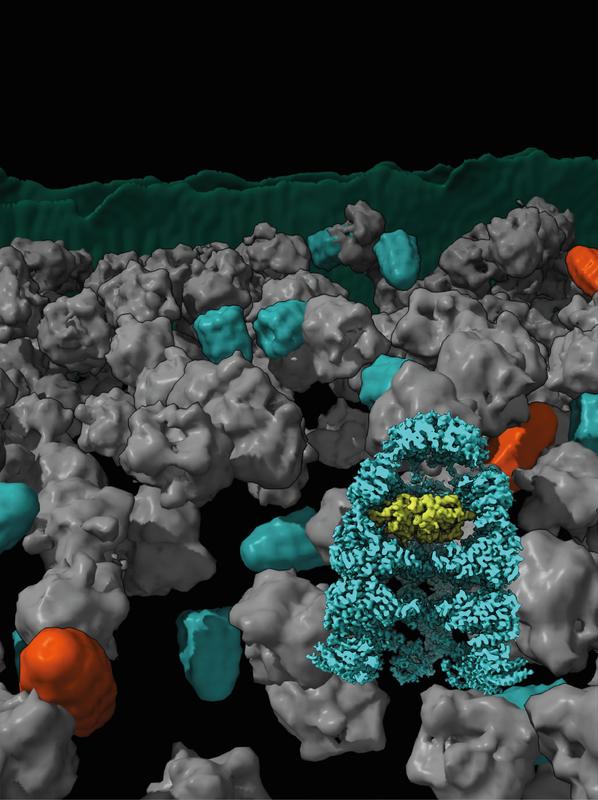 Chaperonin complexes in bullet shape (blue) and football shape (red) in their natural environment surrounded by a variety of proteins. Foreground: Structure of the Chaperonin in cross-section. A protein to be folded is visible inside (yellow).