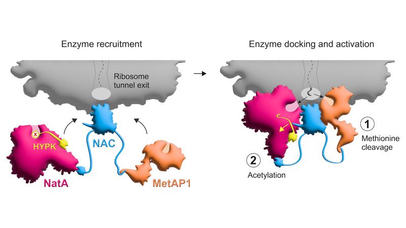 Schematische Darstellung der kotranslationalen Proteinmodifikation am ribosomalen Tunnel.