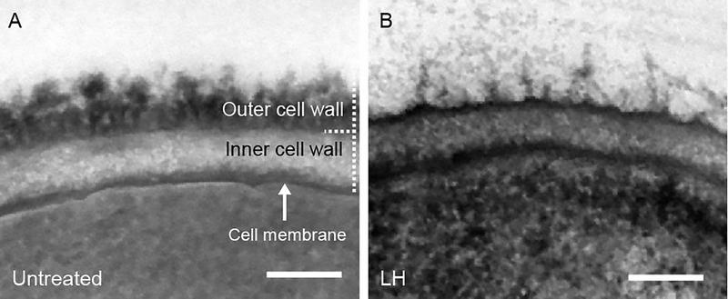 Eine elektronenmikroskopische Aufnahme der Zellwand der pathogenen Hefe C. albicans zeigt die dramatische Wirkung des antimykotischen Polymers LH (B) auf die äußere Zellwandschicht im Vergleich zu unbehandelten Zellen (A).