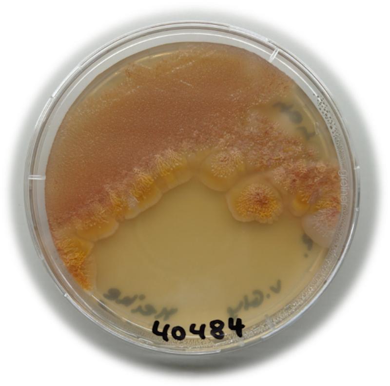 Cinerubin-Produzent Streptomyces kroppenstedtii DSM 40484T auf R5-Agarplatte nach 10 Tagen bei  28 Grad Celsius