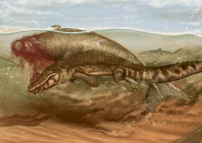 The ancient sea cow from the Agua Clara Formation after being attacked by an unknown crocodylian during the Miocene. Scavenger sharks are starting to gather to take an easy piece of the large prey.