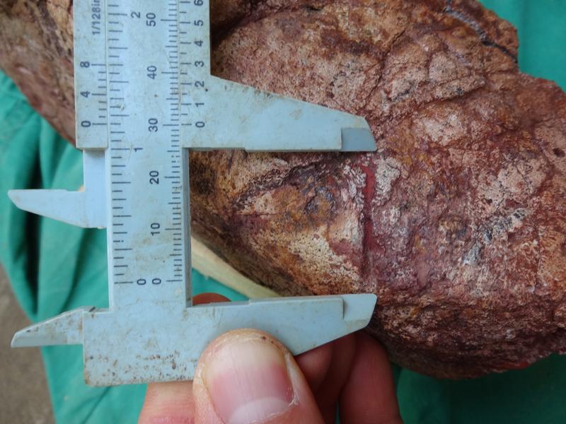 A shark bite mark on the skeleton of the ancient sea cow discovered in the Agua Clara Formation in Venezuela. 