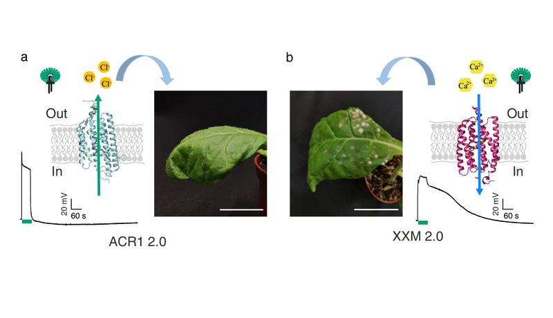 Transgene Tabakblätter nach 24 Stunden grüner Belichtung. a, Pflanze mit Anionenkanal GtACR1. b, Pflanze mit Calciumionenkanal XXM 2.0. Der horizontale Balken zeigt die Belichtungsdauer an.