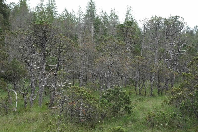 Verkahlende Spirken (Pinus mugo ssp. rotundata) im Hochmoor Wildsteig 