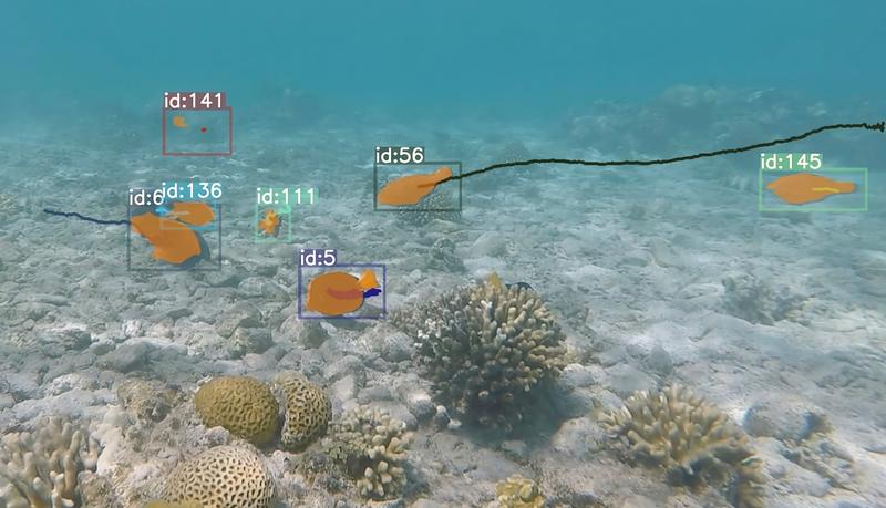 KI-Tracking in Aktion: Automatisch erkannte und verfolgte Korallenriff-Fische bei der Nahrungssuche im Korallenriff von Eilat, Golf von Akaba, Rotes Meer.