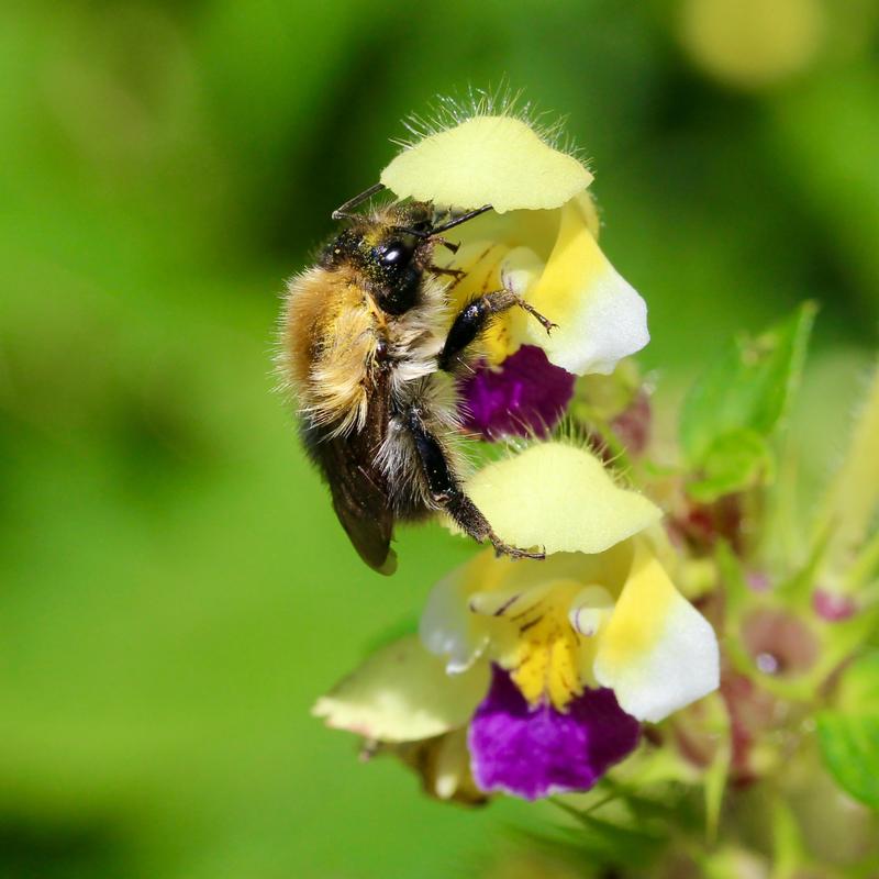 Die Ackerhummel (Bombus pascuorum) auf dem Bunten Hohlzahn (Galeopsis speciosa). Wird es zu heiß, können die Insekten die Duftstoffe der Blüten kaum noch wahrnehmen.