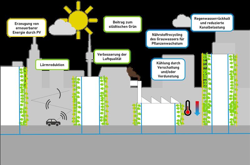 Die Pflanzen tragen zur Abkühlung des Mikroklimas und somit zur Verringerung des sommerlichen Hitzeinseleffekts in verdichteten Siedlungsräumen und zur Verbesserung der Luftqualität bei.