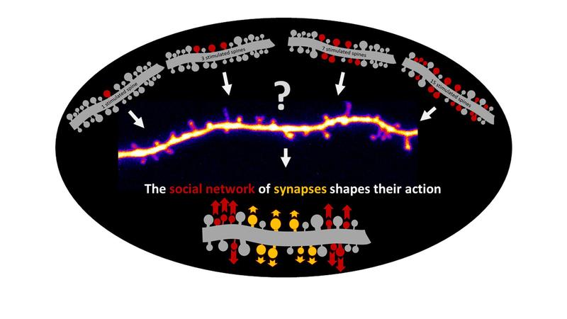 Spine plasticity is dependent on how many neighboring spines potentiate, the size and the spatial distribution of that “social network” determines the amount of plasticity each spine can have