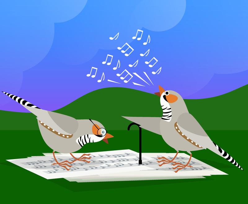 Reactivate lost learning abilities: Study shows how old zebra finches can learn new songs again