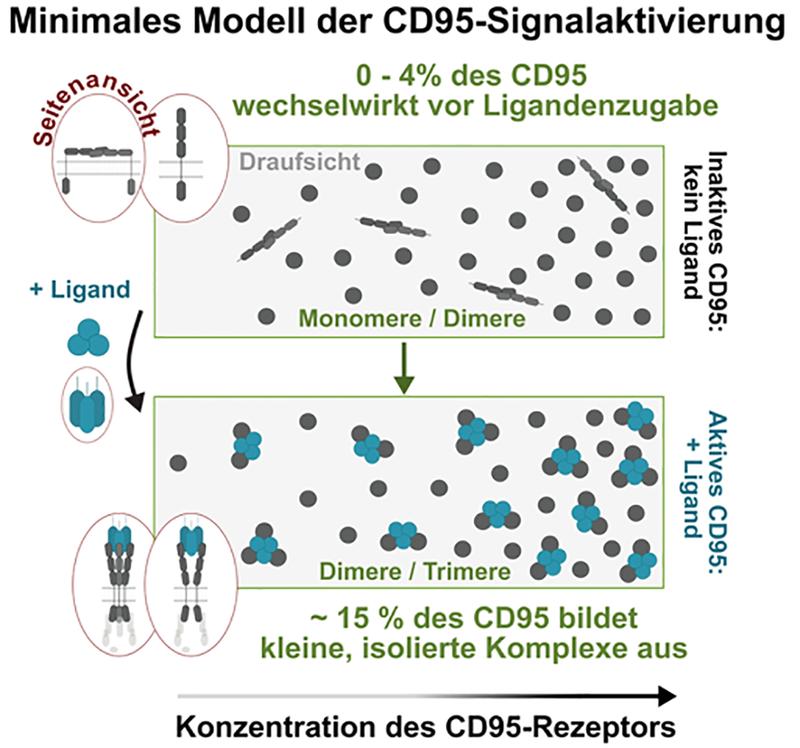 Aus den Messungen resultierendes Modell der Signalaktivierung: Der CD95-Rezeptor verändert nach Wechselwirkung mit dem CD95-Liganden seine Anordnung und Konformation. Es bilden sich kleine Proteinkomplexe. 