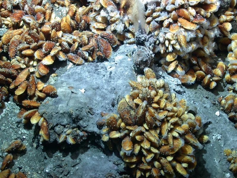 Deep-sea Bathymodiolus mussels are found worldwide at hydrothermal vents and cold seeps. The mussels live in symbiosis with beneficial bacteria that provide them with nutrition. The mussels also have a pathogenic bacterium that infects their nuclei. 