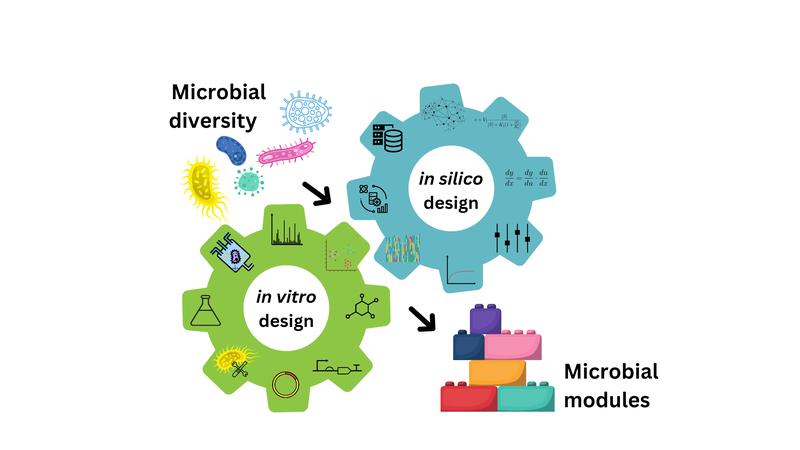 Computergestützte Entwicklungszyklen in der Biologie. Zahnräder steht für die Synergie und das kontinuierliche Zusammenwirken von rechnergestützter (in silico) und synthetischer (in vivo) Arbeit.