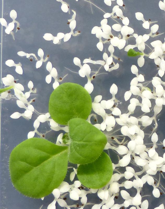 Selection of progeny plants that have inherited genetically altered paternal chloroplasts on a culture medium on which plants with only maternally inherited chloroplasts become pale.