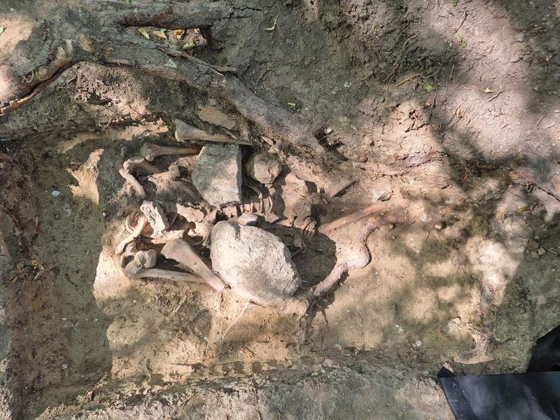 Burial of a man with stones on his upper body on the former gallows hill in Quedlinburg.