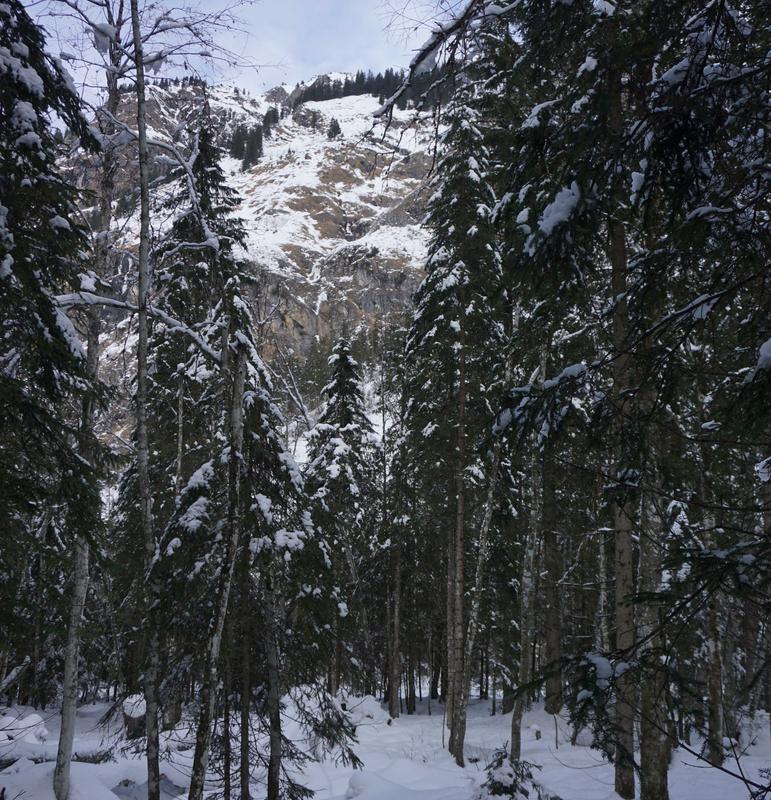 The habitat of the new rod lichen Toniniopsis dissimilis in the near-natural forests of the Bavarian Alps.