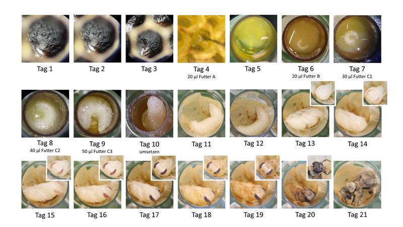 Entwicklung von Honigbienen im Labor. Die Larven erhielten vom vierten bis zum neunten Tag Pflanzenschutzmittel im Futter. Die Entwicklungsstadien zeigen Ei (Tag 1-3), Rundmade (4-9), Streckmade (10-12), Puppe (13-20) und erwachsene Biene (21).
