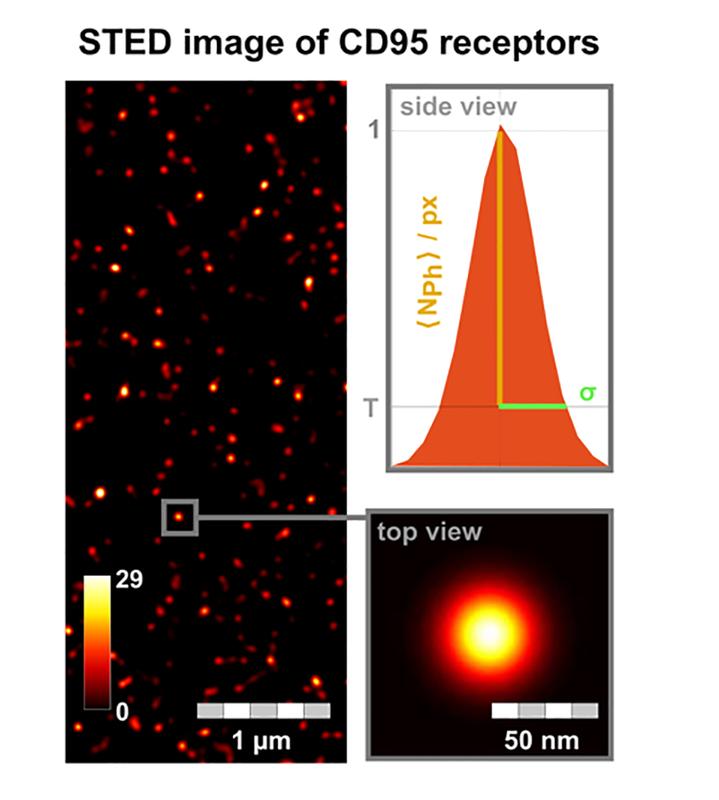 STED image of CD95 receptors on the cell membrane. The detailed caption can be found at the end of the press release text.