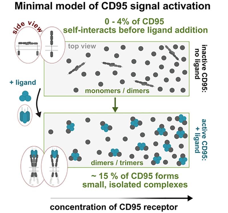 Model of the signal activation resulting from the measurements: Following interaction with the CD95 ligand, the CD95 receptor alters its arrangement and conformation, causing small protein complexes to form.