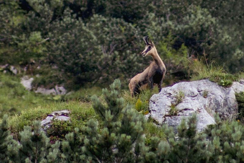 Gams im Projektgebiet „Karwendel“ unterhalb der Soierngruppe 