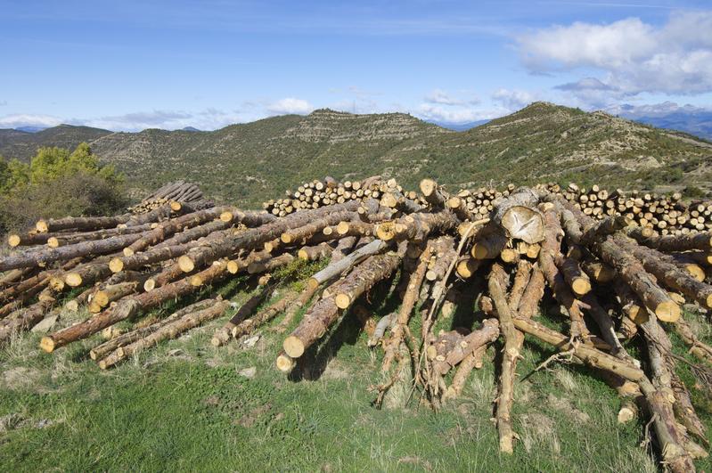 Die großflächige Abholzung von Wäldern wirkt mehr erwärmend auf das Klima als bisher angenommen.