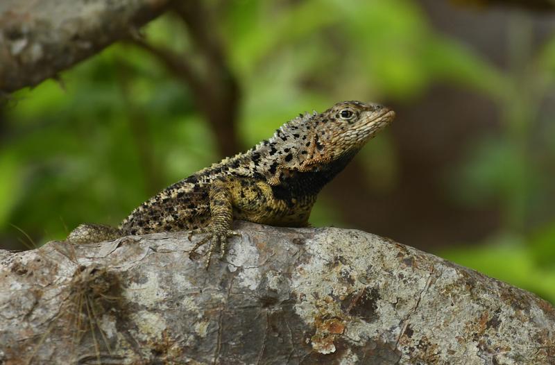 The spiny dorsal scales and larger bodies are characteristic of male specimens. 