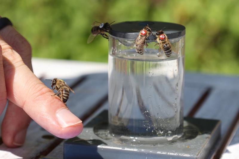  Bienen an der Futterquelle. Um die Tiere identifizieren zu können, wurden winzige Aufkleber in verschiedenen Farben an ihnen angebracht.