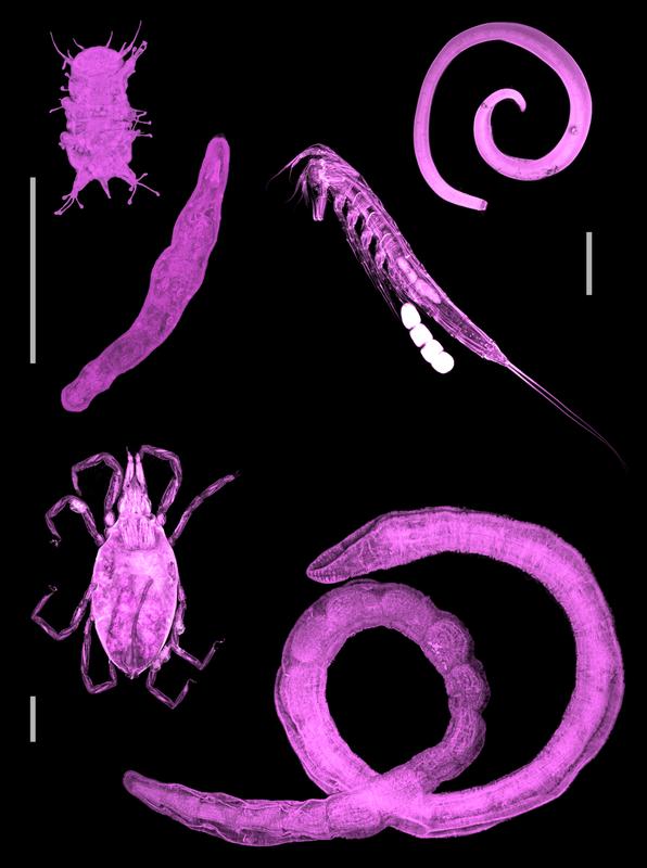 Am Strand von Ahrenshoop gesammelte Meiofauna- Organismen. O.l.: Bärtierchen (Tardigrada), Plattwurm (Platyhelminthes), o.r.: Ruderfußkrebs (Copepoda), Fadenwurm (Nematoda), u.l.n.r.: Meeresmilbe (Halacaridae), Ringelwurm (Annelida). Maßstäbe jwls. 0,1 mm