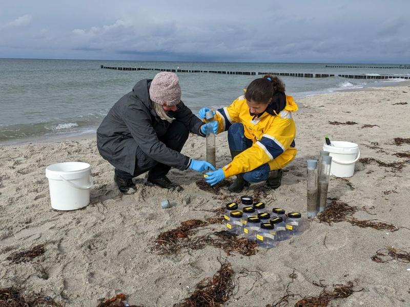 Insgesamt nahmen die Forschenden am Strand von Ahrenshoop 246 Sedimentproben vom Spülsaum und untersuchten sie im Labor in Wilhelmshaven. 