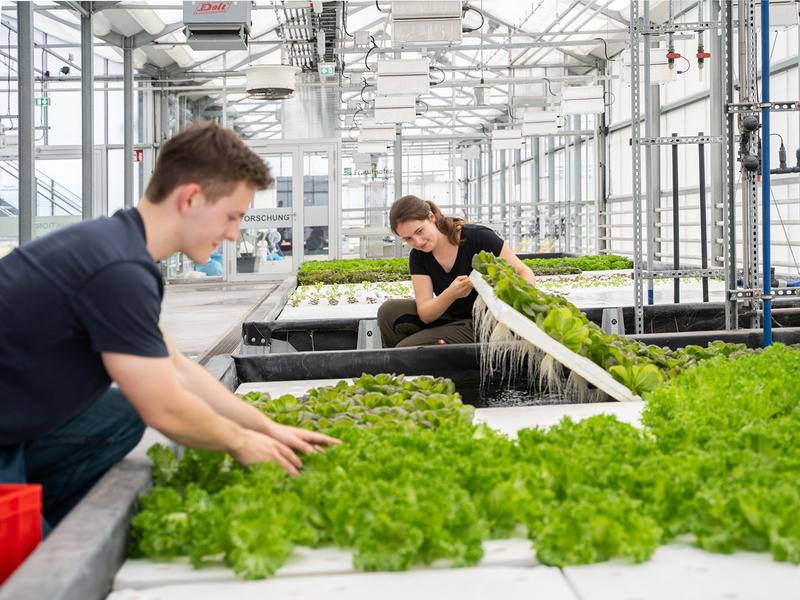 Alle verwendeten Kultivierungssysteme sind hydroponisch, d. h. die Pflanzen werden durch eine wässrige Lösung ernährt. 