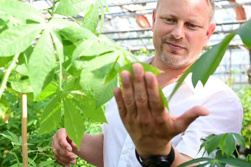 Dr Björn Krenz, Head of Plant Viruses department in the research-greenhouse, Leibniz Institute DSMZ