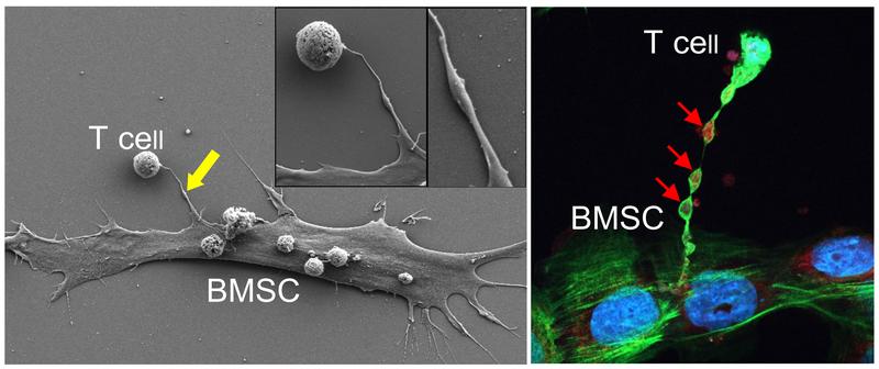 Links: Feldemissions-Rasterelektronenmikroskopie zeigt einen Nanotube, der eine Knochenmark-Stromazelle mit einer T-Zelle verbindet. Rechts: Konfokale Mikroskopie zeigt Mitochondrien (roter Fluoreszenzfarbstoff), die über den Nanotube zur T-Zelle reisen. 