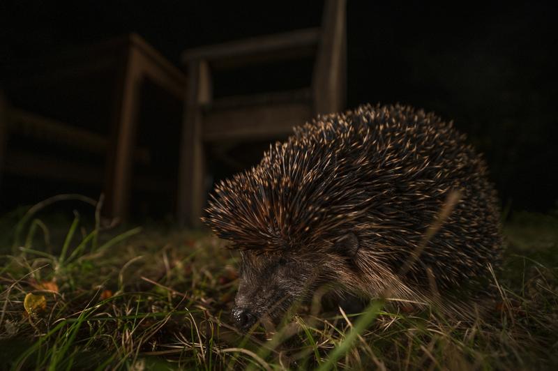 Igel in einem Berliner Garten