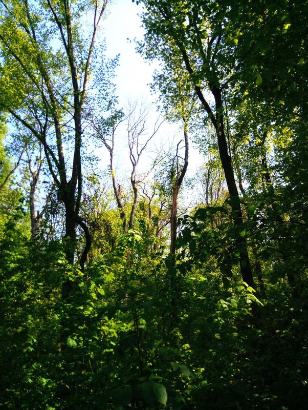 Blick in den Wald mit dichtem Unterstand und teilweise krankem Oberstand.