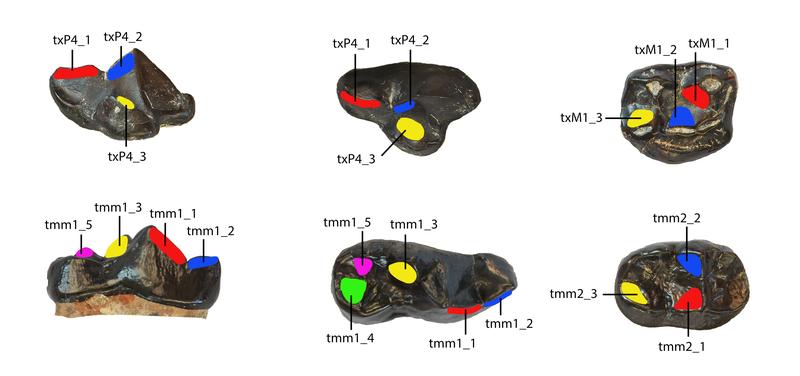 Teeth from the upper and lower jaw of Kretzoiarctos beatrix with chewing surfaces marked in color, which were used to study the characterization of their dietary preferences. 