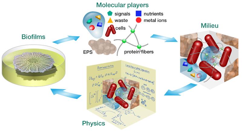 Durch die Erweiterung des Ansatzes, Biofilme (li.) in einzelne Zellen, Genexpression und verwandte Moleküle (oben) zu zerlegen, untersuchen wir ihr komplexes Zusammenspiel, das in einem räumlich und zeitlich organisierten Mikromilieu (re.) stattfindet.