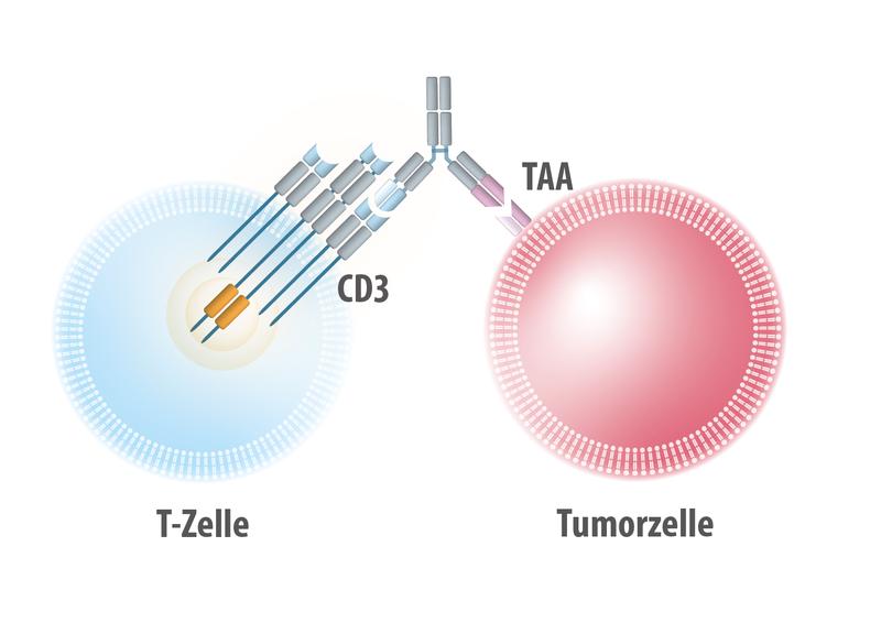 Als bispezifischer Antikörper verbindet Tarlatamab die T-Zellen als Abwehrzellen mit der Tumorzelle als Ziel. Tarlatamab richtet sich gegen das tumorassoziierte Antigen (TAA), wie z.B. DLL3, und bindet an das CD3-Protein auf der Oberfläche der T-Zellen.
