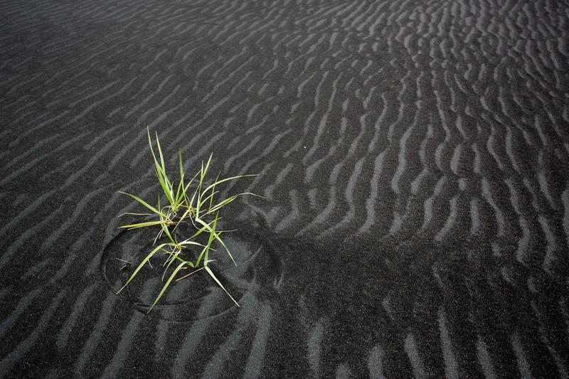 Pioniergräser besiedeln vulkanischen Sand