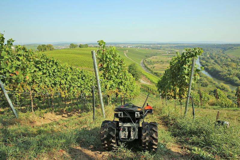 Innovation im Weinbau: Der von Studierenden der Mechatronik gebaute Roboter,  ferngesteuert per Controller, fährt zwischen den Weinreben entlang 