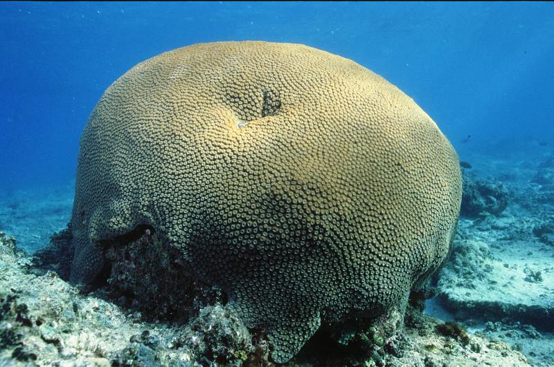 A coral of the species Diploastrea heliopora, commonly known as the honeycomb or brain coral