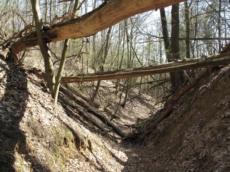 Die Wolfsschlucht bei Pritzenhagen in der Märkischen Schweiz (Brandenburg). Derart tiefe Einkerbungen wie hier aus dem 14. Jahrhundert – besonders durch die berüchtigte Magdalenenflut – sind heute an verschiedenen Orten noch deutlich sichtbar. 