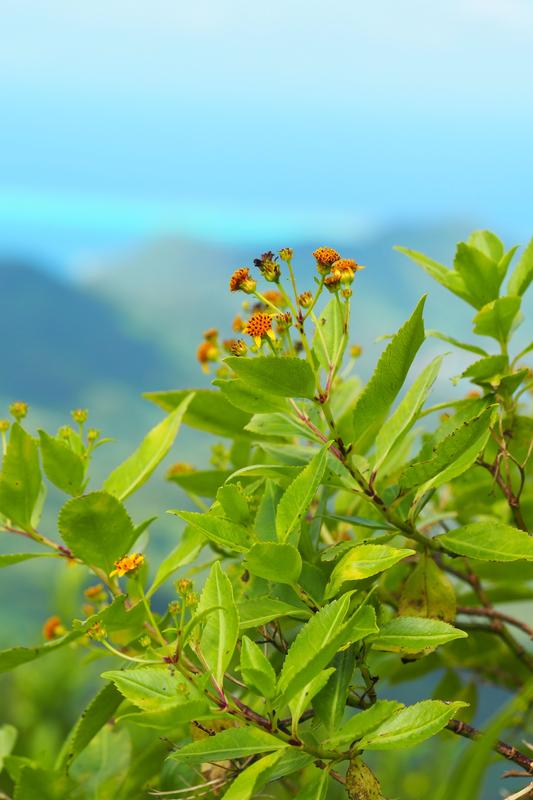 Bidens mooreensis wächst hoch auf den Bergrücken der Insel Moorea in Polynesien.