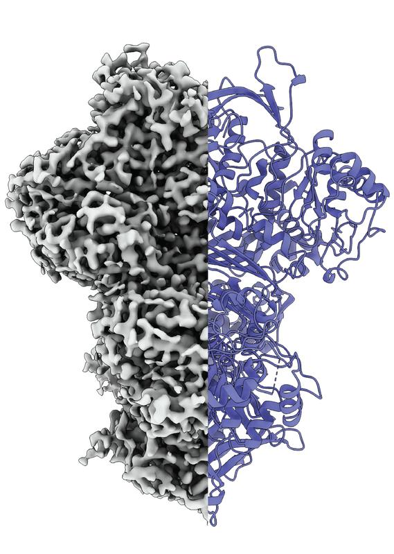 Grafische Darstellung des Proteins "MIPS"