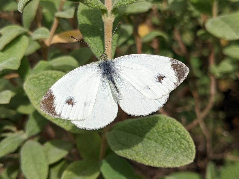 Karstweissling (Pieris mannii) auf einer Pflanze.